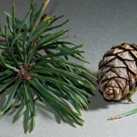 Scots Pine